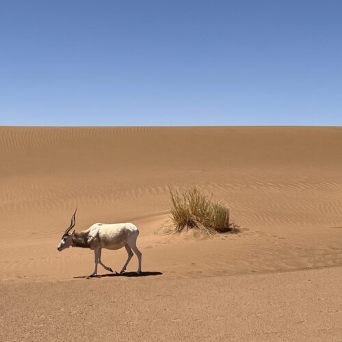 marruecos